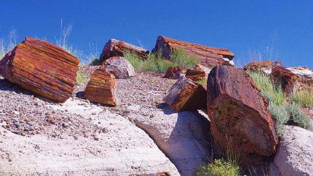 Uncovering the Mysteries of Petrified Wood: Formation, Metaphysical Properties, and Uses - Natural Collective LLC