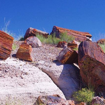 Uncovering the Mysteries of Petrified Wood: Formation, Metaphysical Properties, and Uses - Natural Collective LLC