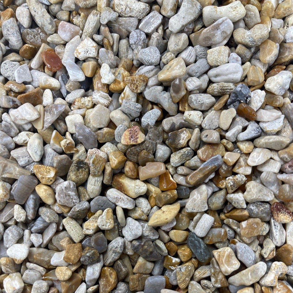 Fossil Coral Chips - Natural Collective LLC