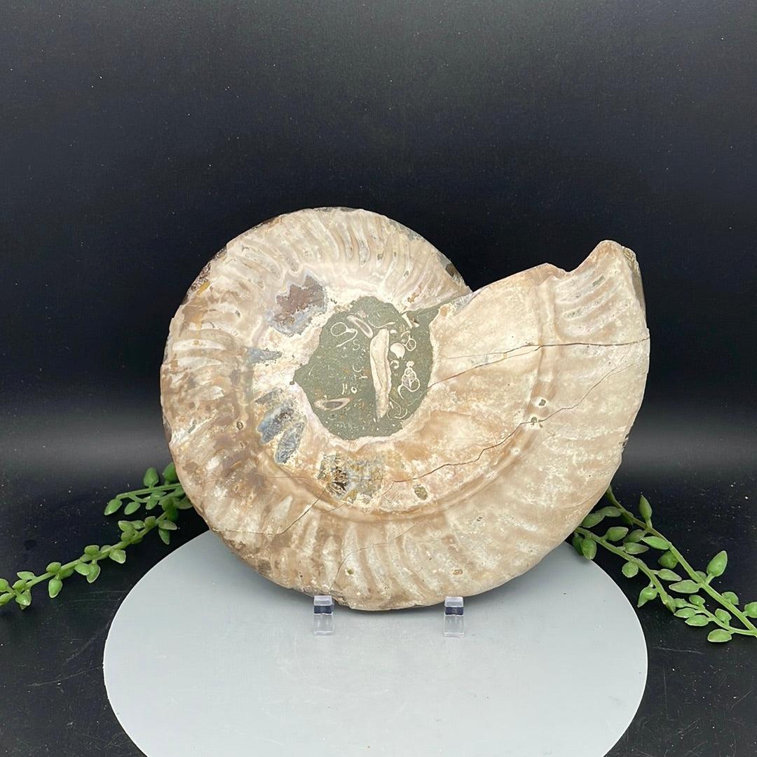 Polished Ammonite Fossil Half 0.650 kg - Natural Collective LLC