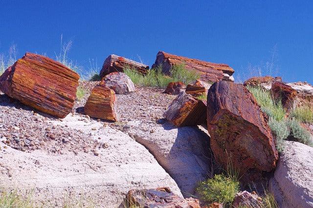 Uncovering the Mysteries of Petrified Wood: Formation, Metaphysical Properties, and Uses - Natural Collective LLC