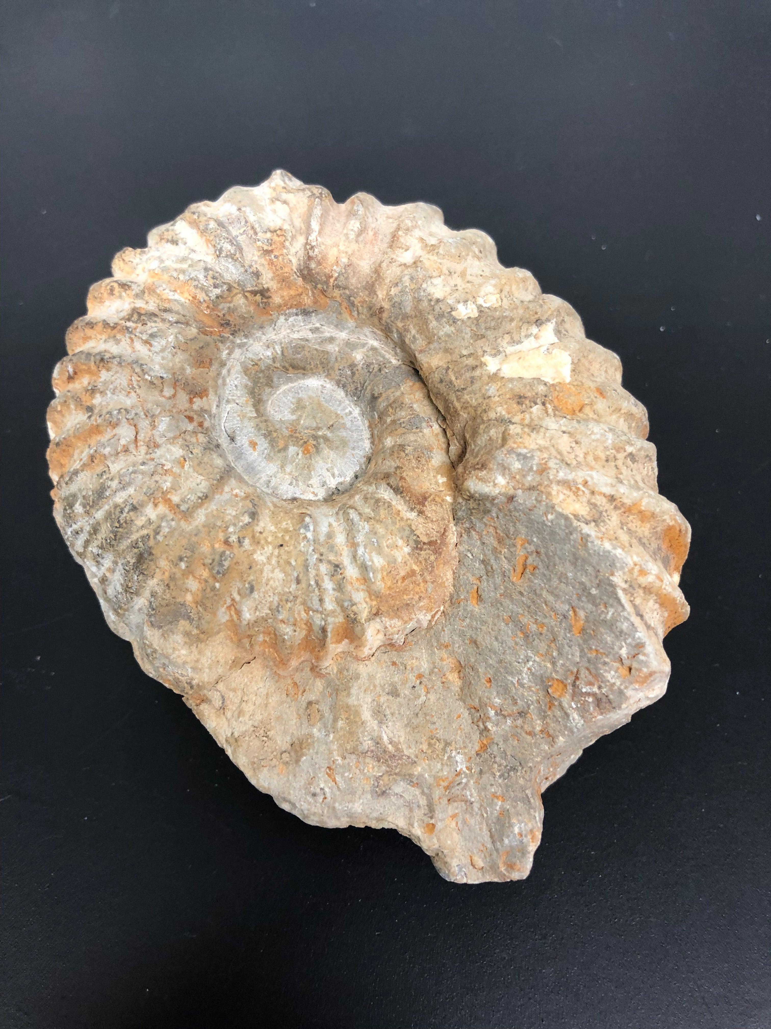 Fossils - Natural Collective LLC