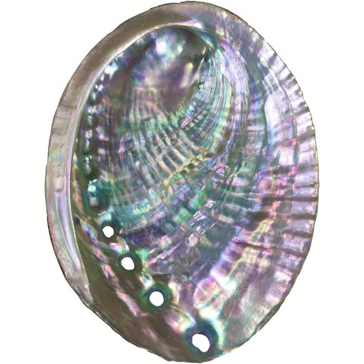 Large smudging abalone shell – Natural Collective LLC