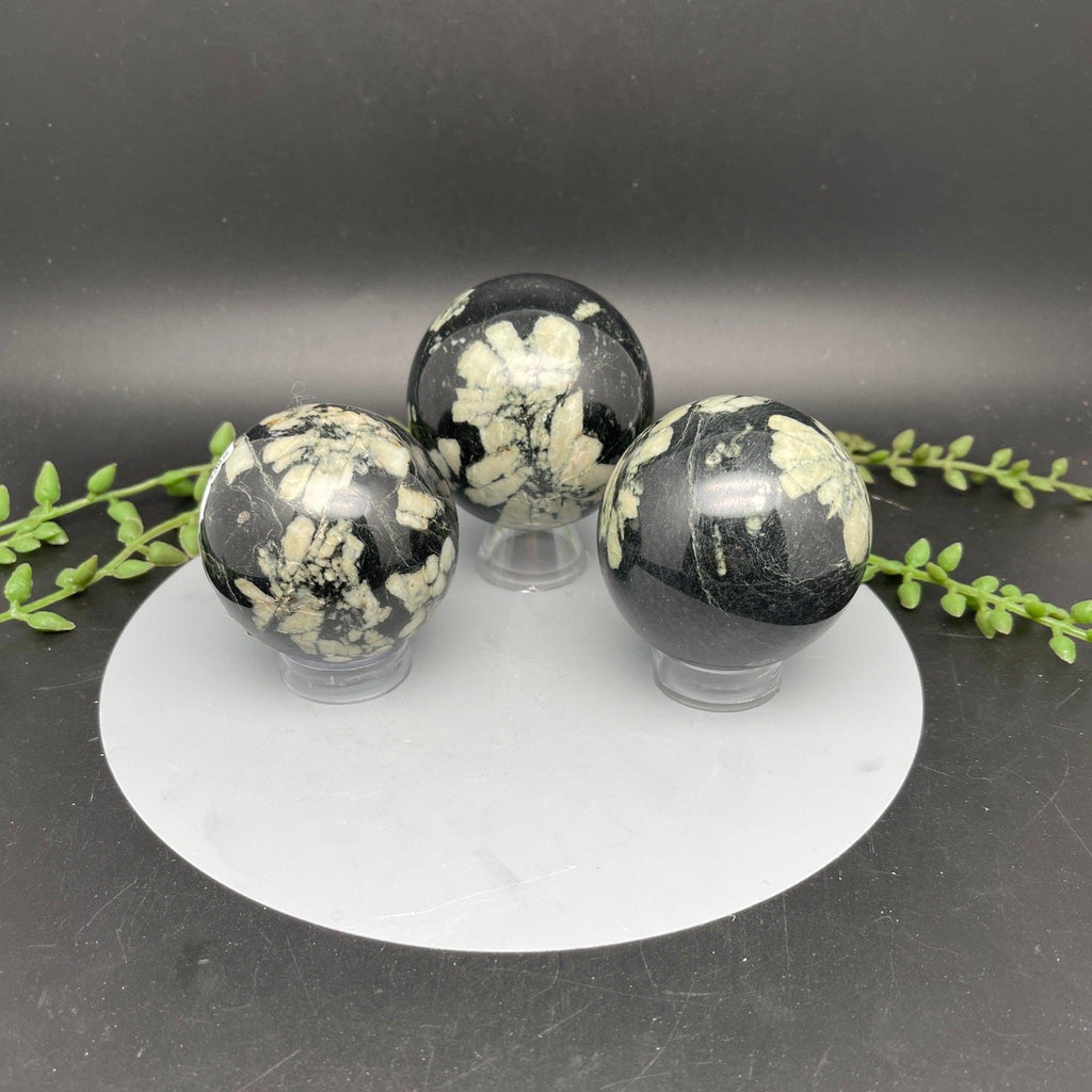 Chrysanthemum Stone Spheres - Natural Collective LLC