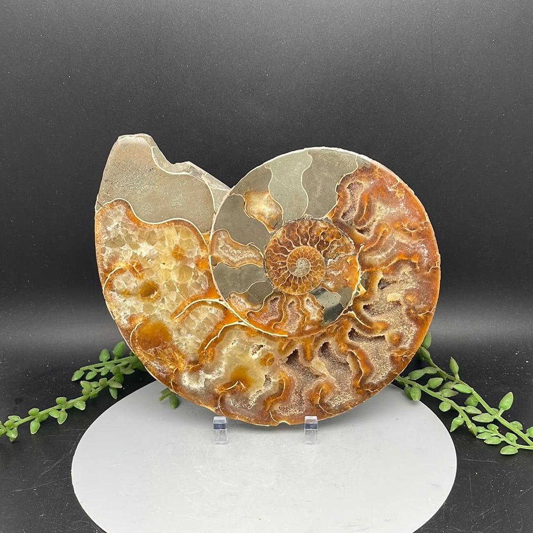 Polished Ammonite Fossil Half 0.650 kg - Natural Collective LLC