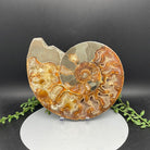 Polished Ammonite Fossil Half 0.650 kg - Natural Collective LLC