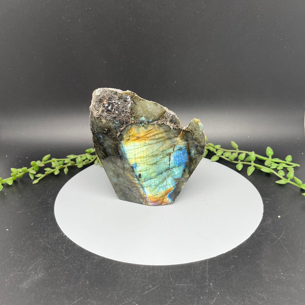 Labradorite Rough Freeform - 1 Side Polished - Natural Collective LLC