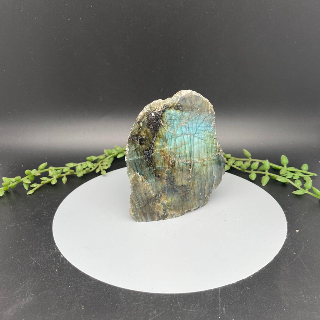 Labradorite Rough Freeform - 1 Side Polished - Natural Collective LLC