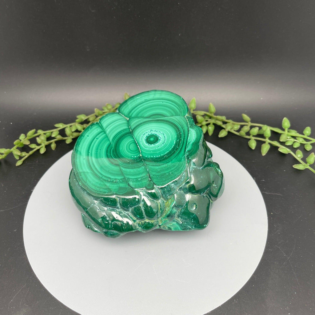 Polished Malachite Freeform - Natural Collective LLC