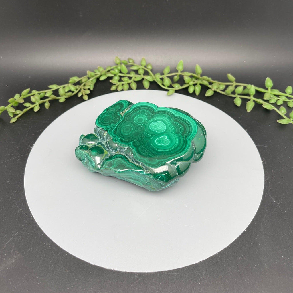 Polished Malachite Freeform - Natural Collective LLC