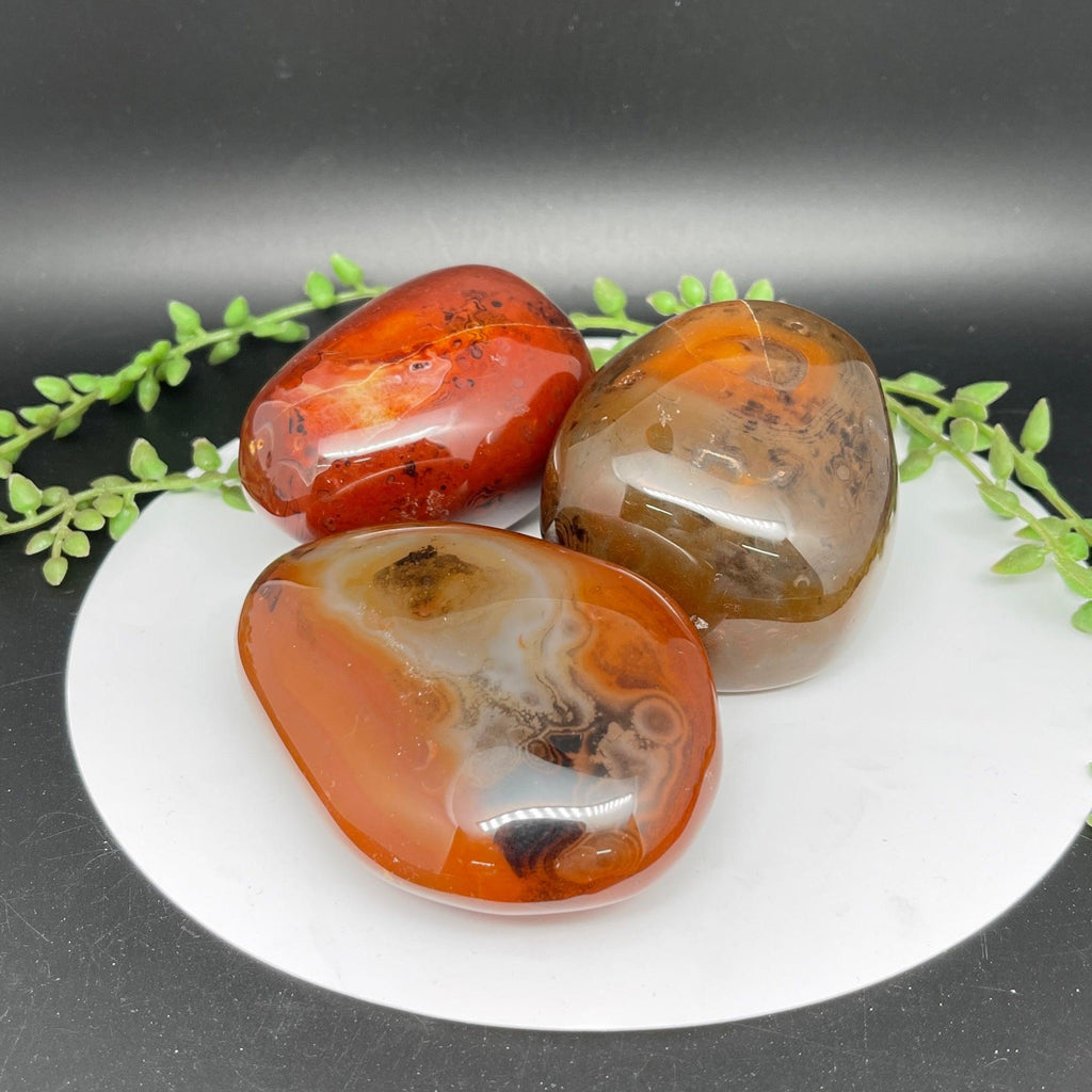 Sardonyx Palms - Natural Collective LLC