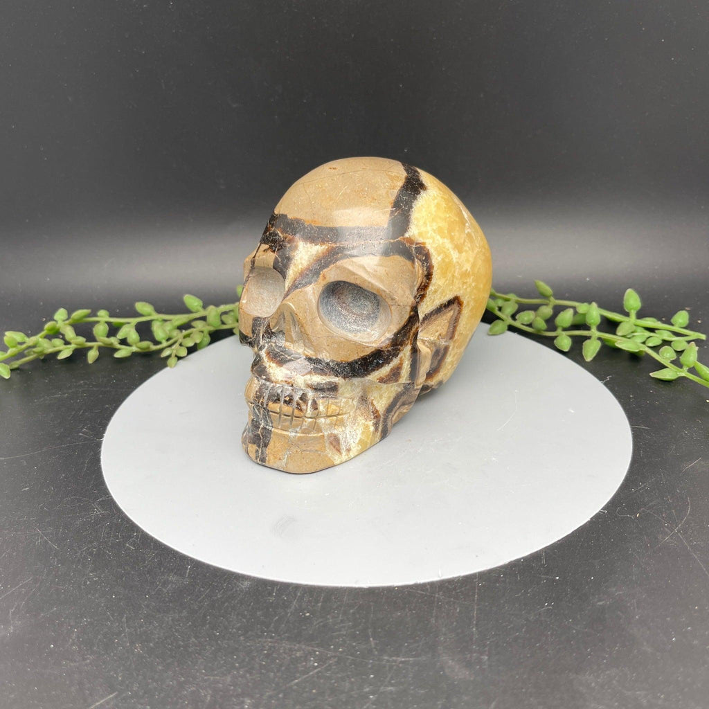 Skull - Septarian - Natural Collective LLC
