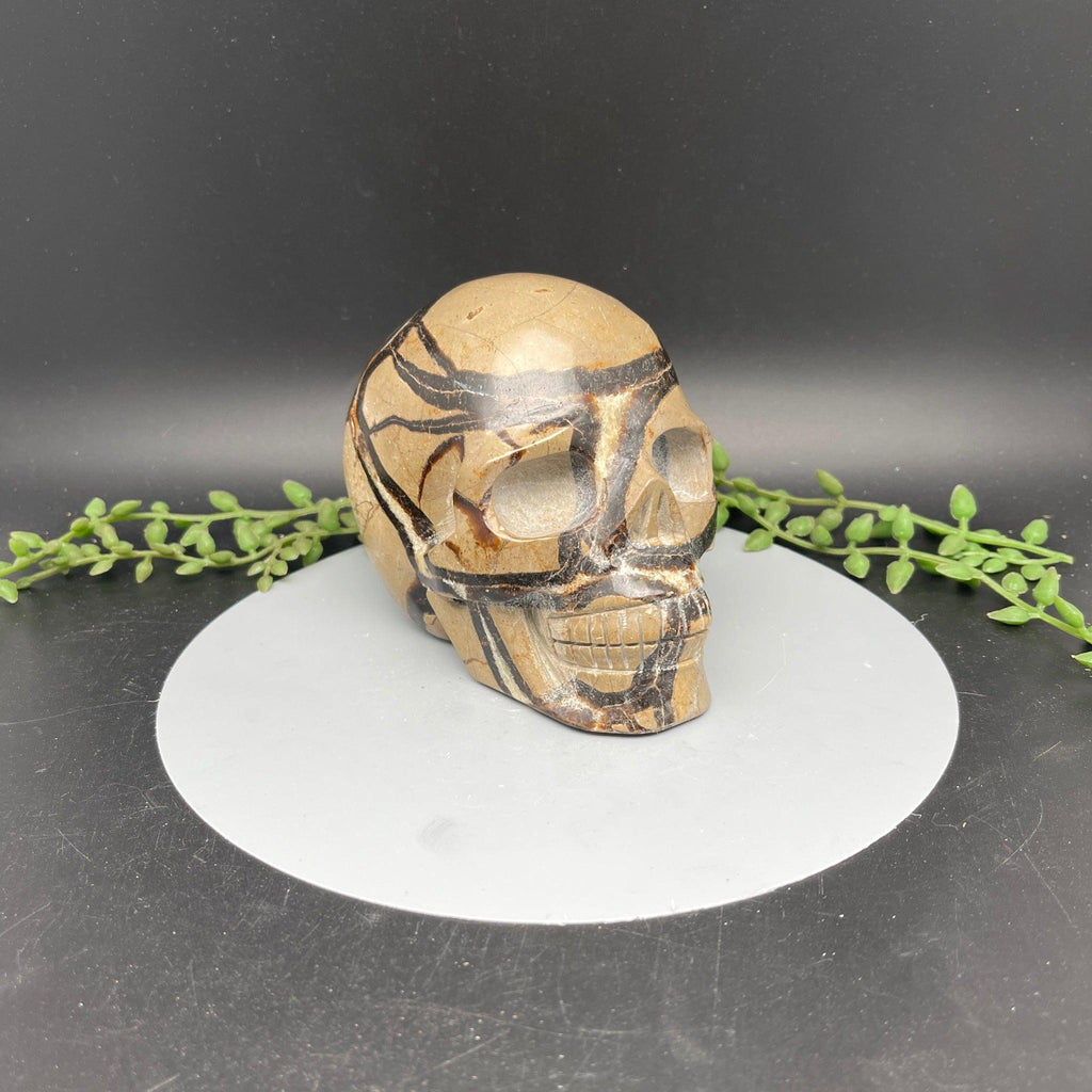 Skull - Septarian - Natural Collective LLC
