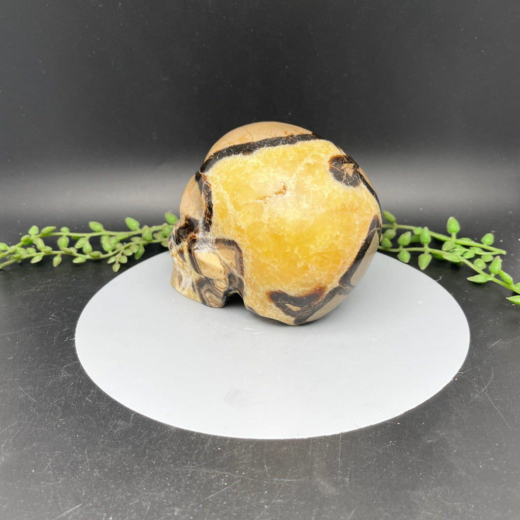 Skull - Septarian - Natural Collective LLC