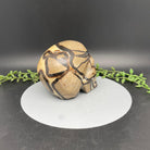 Skull - Septarian - Natural Collective LLC