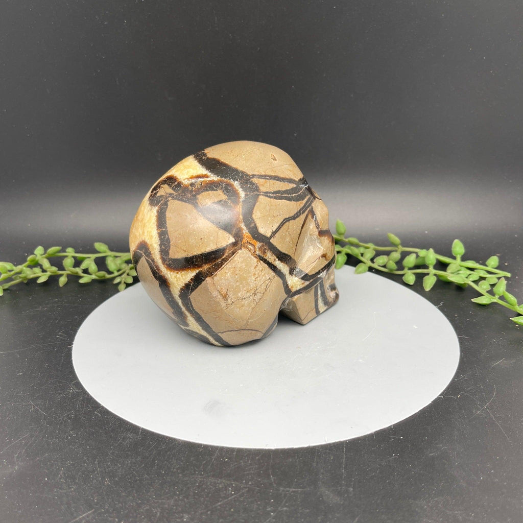 Skull - Septarian - Natural Collective LLC