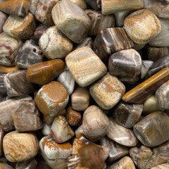 Petrified Wood Tumbles - Natural Collective LLC